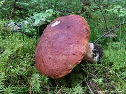 Attēlu rezultāti vaicājumam “Boletus pinophilus”