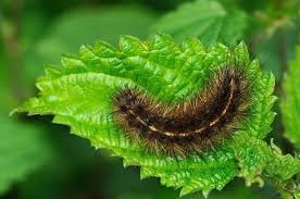 Attēlu rezultāti vaicājumam “Diacrisia sannio larva”