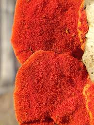 Attēlu rezultāti vaicājumam “Pycnoporus cinnabarinus”