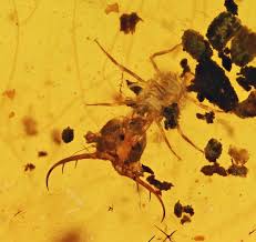 Attēlu rezultāti vaicājumam “Myrmeleontidae imago”