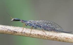 Attēlu rezultāti vaicājumam “Raphidioptera imago”