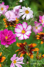 Image result for Cosmos bipinnatus `Double Click`