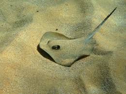 Image result for Dasyatis pastinaca