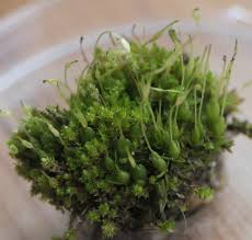 Attēlu rezultāti vaicājumam “Bryum bimum sporophyte”