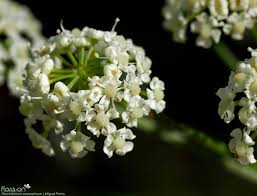 Attēlu rezultāti vaicājumam “Peucedanum oreoselinum flower”