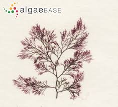 Attēlu rezultāti vaicājumam “Ceramium sp.”