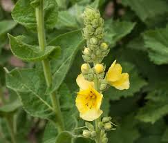 Image result for Verbascum phlomoides