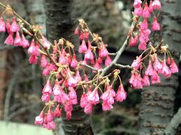 Image result for 緋寒桜