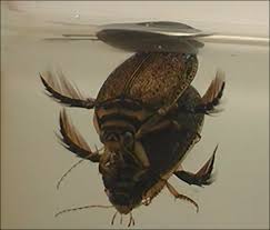 Attēlu rezultāti vaicājumam “Acilius sulcatus male”