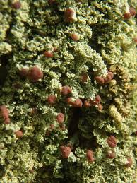 Attēlu rezultāti vaicājumam “Cladonia parasitica”