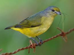 Attēlu rezultāti vaicājumam “Euura acutifoliae”