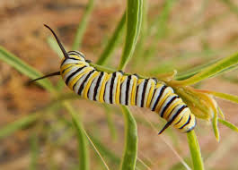 Image result for monarch caterpillar
