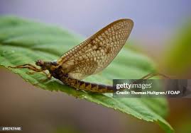 Attēlu rezultāti vaicājumam “Ephemera vulgata”