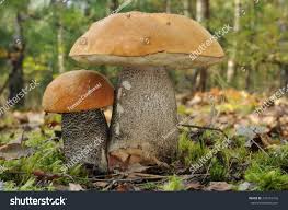 Attēlu rezultāti vaicājumam “Leccinum versipelle”