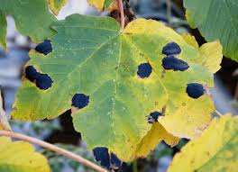 Attēlu rezultāti vaicājumam “Rhytisma acerinum”