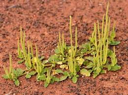 Attēlu rezultāti vaicājumam “Chenopodiaceae”