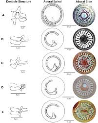 Image result for Chelon tricuspidens