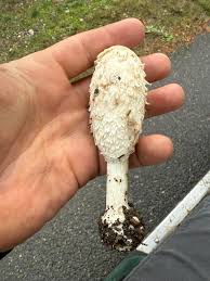 Attēlu rezultāti vaicājumam “Coprinus comatus”