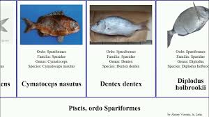 Image result for Cymatoceps nasutus