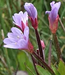 Attēlu rezultāti vaicājumam “Epilobium roseum flower”