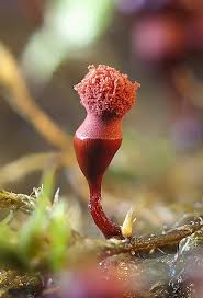 Attēlu rezultāti vaicājumam “Trichiaceae, Hemitrichiaceae, Arcyriaceae”