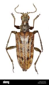 Attēlu rezultāti vaicājumam “Rhagium inquisitor”