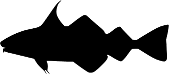 Image result for Melanogrammus aeglefinus