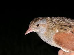 Attēlu rezultāti vaicājumam “Crex crex adult”