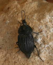 Attēlu rezultāti vaicājumam “Phosphuga atrata”