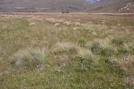 Attēlu rezultāti vaicājumam “Nardus stricta”