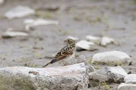 Image result for Calcarius lapponicus