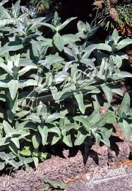 Attēlu rezultāti vaicājumam “Mentha longifolia”