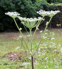 Attēlu rezultāti vaicājumam “Heracleum sosnowskyi leaf”