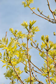 Attēlu rezultāti vaicājumam “Fraxinus excelsior flower”