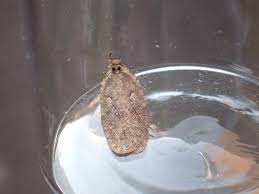 Attēlu rezultāti vaicājumam “Agonopterix ciliella”