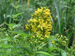 Attēlu rezultāti vaicājumam “Lysimachia vulgaris”