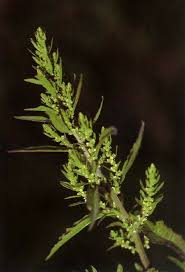 Image result for Chenopodium ambrosioides
