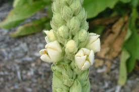 Attēlu rezultāti vaicājumam “Verbascum thapsus bud”