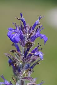 Attēlu rezultāti vaicājumam “Ajuga genevensis flower”