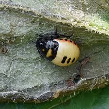 Attēlu rezultāti vaicājumam “Tritomegas bicolor imago”