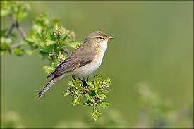 Attēlu rezultāti vaicājumam “Phylloscopus trochilus”