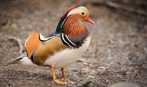 Attēlu rezultāti vaicājumam “Aix galericulata male”