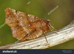 Attēlu rezultāti vaicājumam “Selenia dentaria”