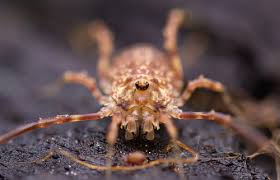 Attēlu rezultāti vaicājumam “Lophopilio palpinalis”