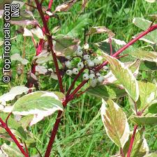 Attēlu rezultāti vaicājumam “Cornus alba”