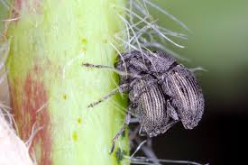 Attēlu rezultāti vaicājumam “Apionidae”