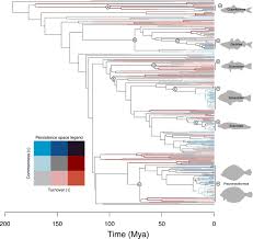 Image result for Myzopsetta ferruginea