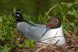 Attēlu rezultāti vaicājumam “Larus ridibundus eggs”