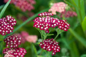 Attēlu rezultāti vaicājumam “Achillea salicifolia flower”