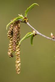 Attēlu rezultāti vaicājumam “Betula alleghaniensis fruit”